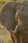 Elephant T-Shirt