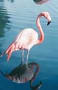Flamingo Magnet