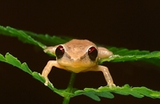 Frog Magnet