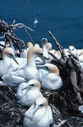 Gannet Magnet