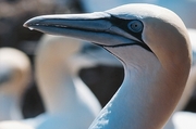 Gannet Magnet