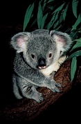 Koala Magnet
