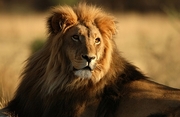 Lion Magnet
