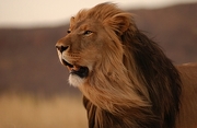 Lion Magnet