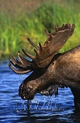Moose Magnet