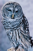 Owl Magnet
