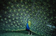 Peacock Magnet