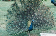 Peacock Magnet