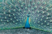 Peacock Magnet
