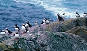 Puffin Magnet