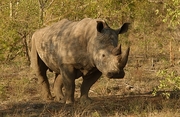 Rhinoceros Magnet