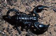 Scorpion Magnet