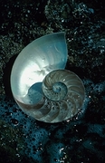 Snail Magnet