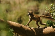 Vervet Monkey Poster