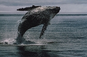 Whale Magnet