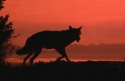 Wolf Magnet