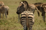 Zebra Magnet