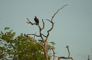 Eagle