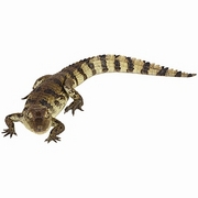 Alligator T-Shirt