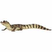Alligator T-Shirt