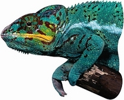 Chameleon T-Shirt