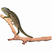 Chameleon T-Shirt