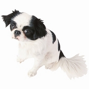 Dog Mousepad