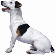 Dog T-Shirt