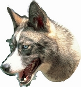 Dog T-Shirt