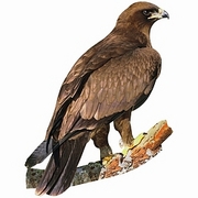 Eagle Magnet