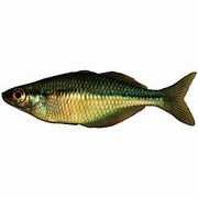 Fish T-Shirt
