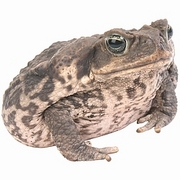 Frog T-Shirt
