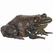Frog T-Shirt