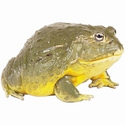 Frog T-Shirt