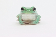 Frog Magnet