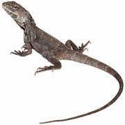 Lizard T-Shirt