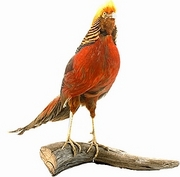 Pheasant Magnet