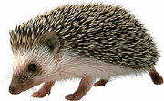 Porcupine Magnet