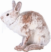 Rabbit Magnet