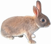 Rabbit Magnet
