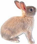 Rabbit Magnet