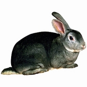 Rabbit Magnet