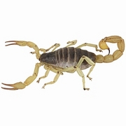 Scorpion Magnet