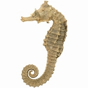 Sea Horse T-Shirt