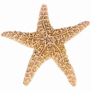 Starfish Poster