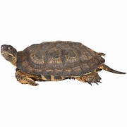 Tortoise T-Shirt