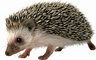 Porcupine picture