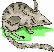 Aardvark Magnet
