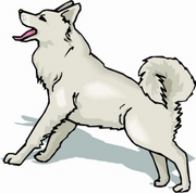 Dog T-Shirt