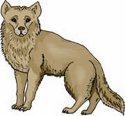 Fox T-Shirt